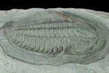 Lower Cambrian Trilobite (Termierella) - Issafen, Morocco #170765-5